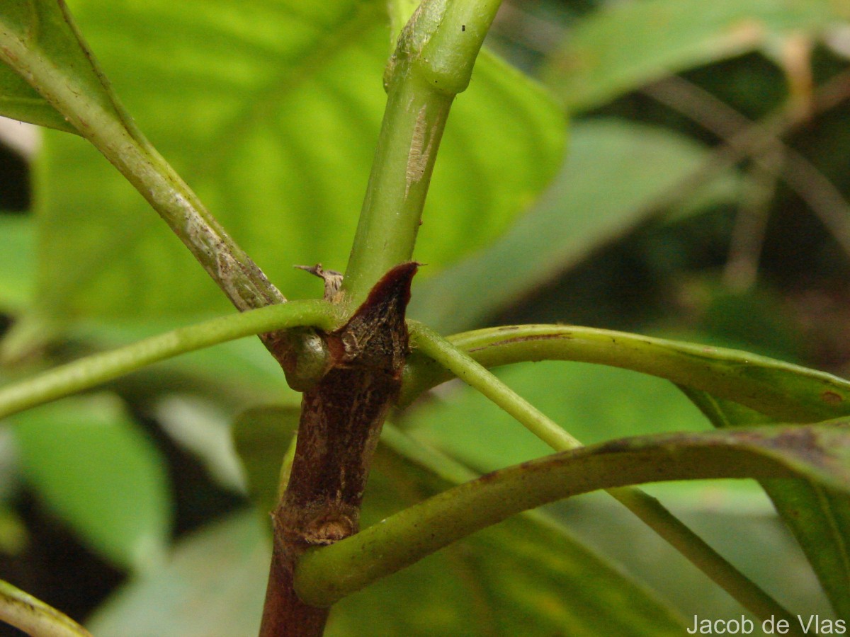 Timonius flavescens (Jacq.) Baker